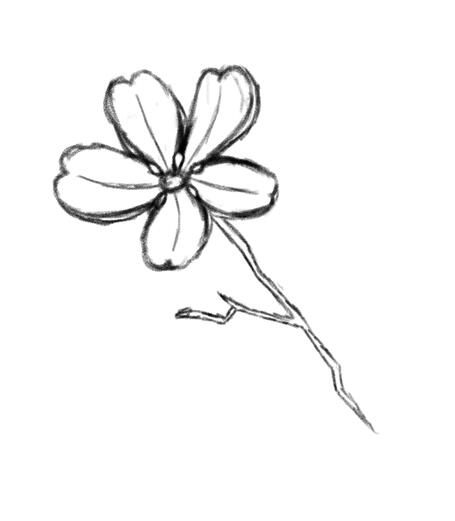 Sakura flower study for a DeviantArt competition